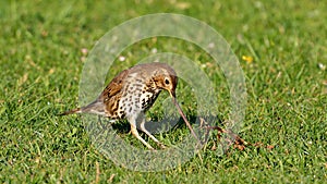 Song thrush, Turdus philomelos