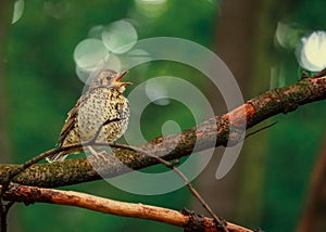 Song Thrush (Turdus philomelos)