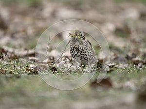 Song thrush, Turdus philomelos