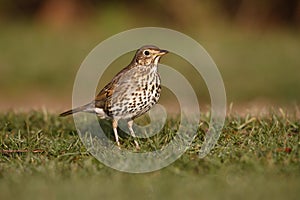 Song thrush, Turdus philomelos