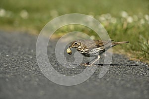 Song thrush, Turdus philomelos