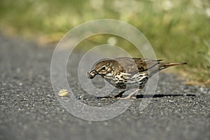 Song thrush, Turdus philomelos