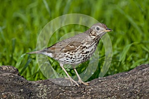 Song thrush (Turdus philomelos)