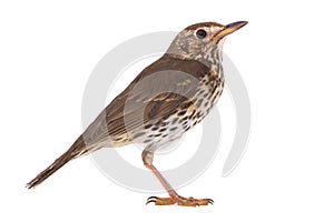 Song Thrush Turdus philomelos