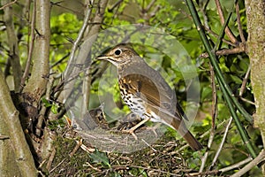 Song Thrush, turdus philomelos, Adult with Chicks at Nest, Normandy