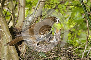 Song Thrush, turdus philomelos, Adult removing Fecal Sac from Nest, Normandy