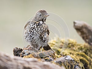 Drozd spevavý Turdus philomelos, veľký spevavec sediaci na machovom konári na okraji jazera, hnedý vták s bielou škvrnitou hruďou,