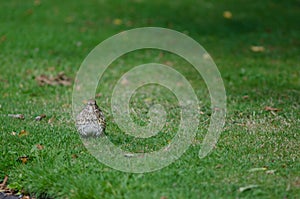 Song thrush Turdus philomelos clarkei.