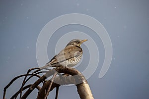 Song Thrush (Turdus philomelos) early spring