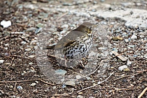 Song Thrush Turdus philomelos - In early spring the stands on the ground.