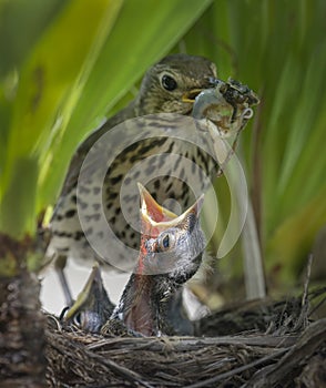 Song thrush (Turdus philomelos) feeding her hungry baby bird with a big worm. Vertical format