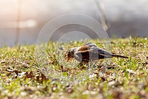 Song Thrush Turdus philomelos