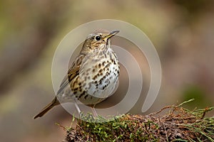 Song thrush Turdus philomelos in the forest.