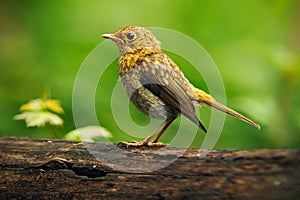 Song Thrush Turdus philomelos in the nature habitat. young bird sitting on the tree branch. Bird in the summer Hungary. Bird in th