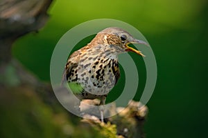 Song Thrush Turdus philomelos in the nature habitat. young bird sitting on the tree branch. Bird in the summer Hungary. Bird in th