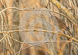 Song Thrush (Turdus philomelos) Outdoors