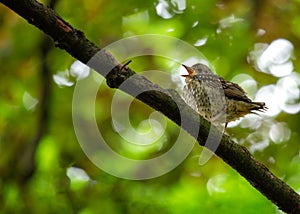 Song Thrush (Turdus philomelos) Outdoors