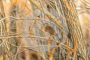 Song Thrush (Turdus philomelos) Outdoors