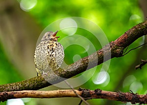 Song Thrush (Turdus philomelos) Outdoors