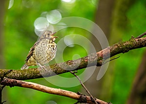 Song Thrush (Turdus philomelos) Outdoors