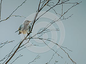 The Song thrush Turdus philomelos perched on a branch in a tree