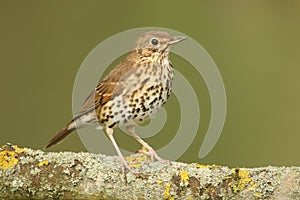 A Song Thrush Turdus philomelos perched on a lichen covered branch.