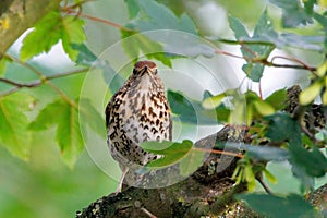 Song Thrush - Turdus philomelos perched in a tree.