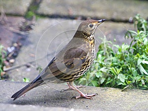 Song Thrush Turdus philomelos - in profile