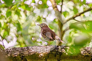 Song Thrush (Turdus philomelos) in shade of a tree