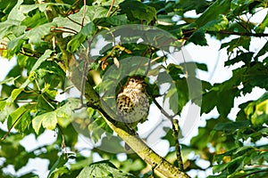 Song Thrush (Turdus philomelos) in shade of a tree, taken in the UK