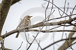 Song Thrush Turdus philomelos sitting on a branch