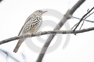 Song Thrush Turdus philomelos sitting on a branch