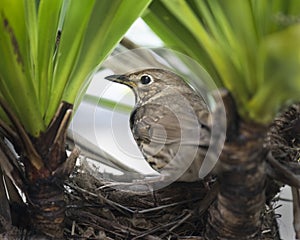 Song thrush (Turdus philomelos) standing on the edge of the nest