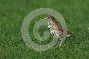 A Song Thrush, Turdus philomelos, standing in the grass hunting for food.