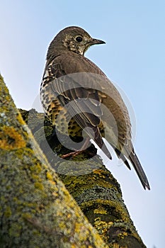 Song Thrush Turdus philomelos in a tree