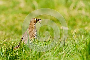 Song Thrush (Turdus philomelos) with worm in it's beak,  taken in the Lincolnshire, England