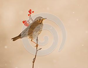 Song Thrush under a snowfall