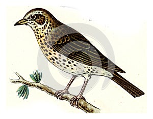 Song thrush, vintage engraving