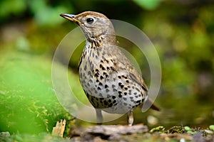 Song Thrush walking on a green background.