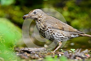 Song Thrush walking on a green background.