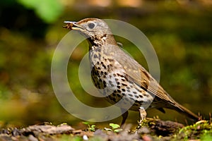 Song Thrush walking on a green background.