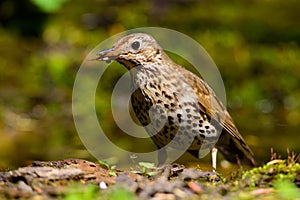 Song Thrush walking on a green background.