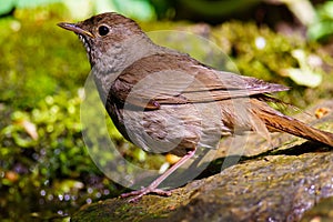 Song Thrush walking on a green background.