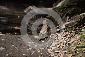 song thrush on the way