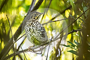 The song thrush wild bird