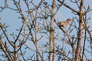 Song thrush wildlife little bird