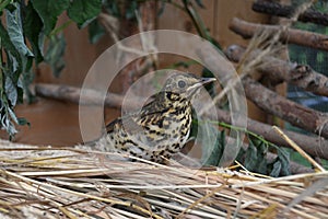 Song thrush