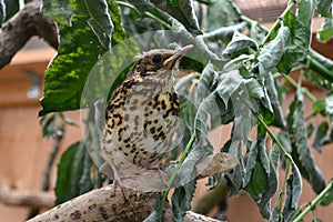 Song thrush