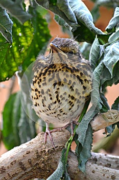 Song thrush