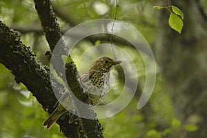 Song trush at loch lomond, national park forest Scotland nature bird photo